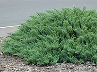 Можжевельник казацкий Tamariscifolia