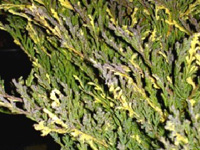 Можжевельник казацкий Variegata