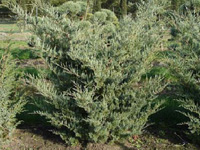 Можжевельник виргинский Glauca