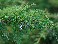 Можжевельник виргинский Hetz