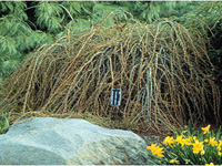 Лиственница европейская Repens