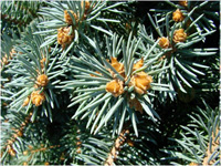 Ель колючая Glauca
