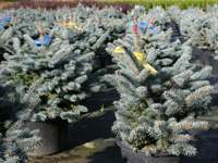 Ель колючая Glauca Globosa