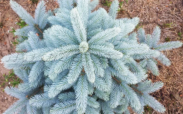 Picea pungens Super Blue