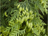 Туя западная Columna