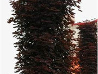 Клен остролистный Crimson Sentry
