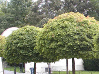 Клен остролистный Globosum