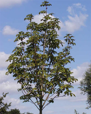 Каштан конский обыкновенный