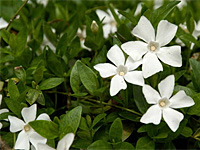 Барвинок малый Gertrude Jekyll