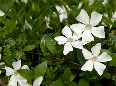 Барвинок малый Gertrude Jekyll