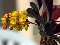 Барбарис оттавский Auricoma