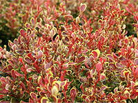 Барбарис Тунберга Golden Ruby