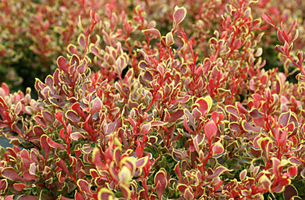 Барбарис тунберга Golden Ruby