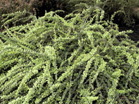 Барбарис Тунберга Green Carpet