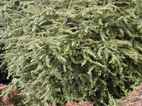 Барбарис Тунберга Green Ornament