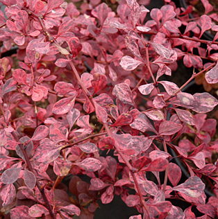 Барбарис тунберга Pink Queen