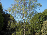 Береза повислая Dalecarlica