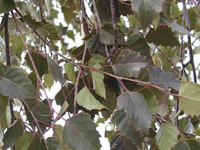Береза повислая Purpurea