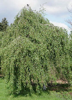Береза повислая Tristis