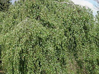 Береза повислая Tristis