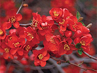 Айва японская Crimson and Gold