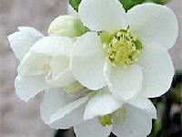 Айва средняя Nivalis