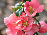 Айва гибридная Pink Lady