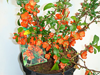 Айва японская Sargentii