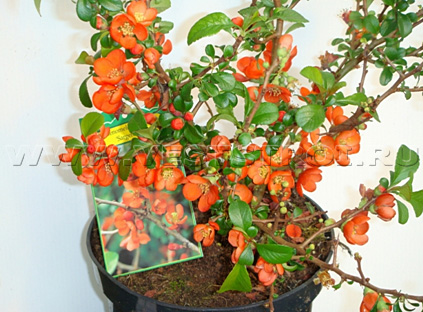 Айва японская Sargentii
