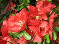 Айва средняя Texas Scarlet
