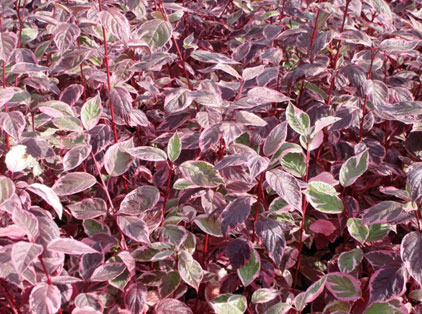 Дерен белый Sibirica Variegata