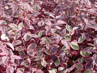 Дерен белый Sibirica Variegata