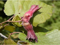 Лещина крупная Purpurea