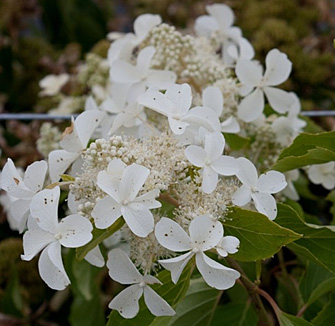 Гортензия метельчатая Левана (Levana)