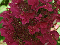 Гортензия метельчатая Wim’s Red