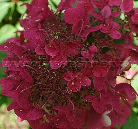 Гортензия метельчатая Wims Red