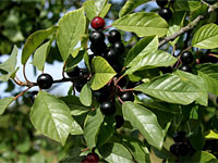Крушина ломкая