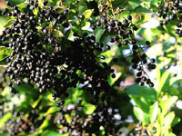 Бирючина обыкновенная