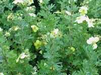 Лапчатка кустарниковая Klondyke
