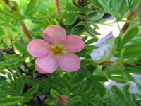 Лапчатка кустарниковая Lovely Pink
