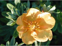 Лапчатка кустарниковая Tangerine
