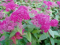 Спирея японская Froebelli