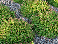 Спирея японская Green Carpet