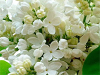 Сирень обыкновенная Мадам Флорен Степман
