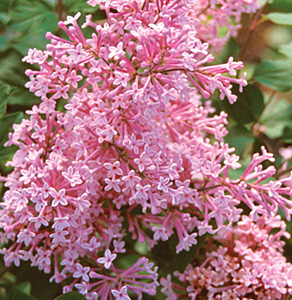 Сирень Bloomerang Pink Perfume