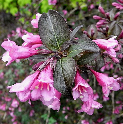 Вейгела цветущая Foliis Purpureis