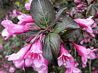 Вейгела цветущая Foliis Purpureis