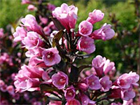 Вейгела цветущая Nana Purpurea