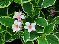 Вейгела цветущая Nana Variegata