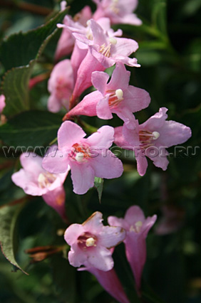 Вейгела цветущая Pink Poppet